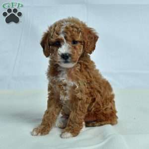 Josh, Miniature Poodle Puppy